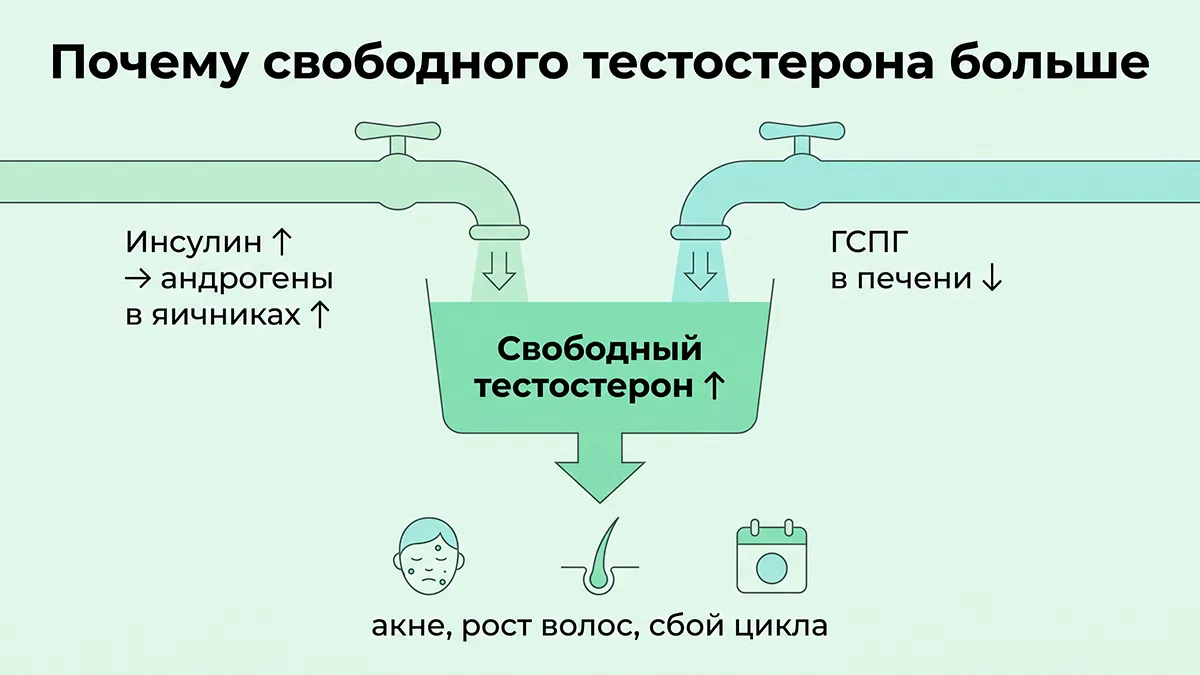 Почему растёт свободный тестостерон: инсулин и ГСПГ